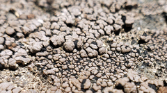 Rhizocarpon eupetraeum