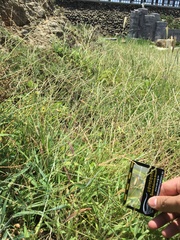 Digitaria sericea