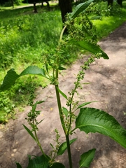 Rumex obtusifolius