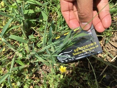 Digitaria sericea
