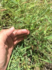 Digitaria sericea