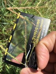 Digitaria sericea