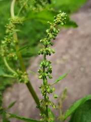 Rumex obtusifolius