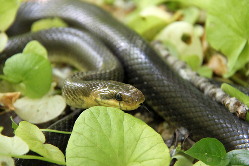 Aesculapian Snake