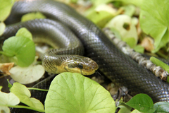 Aesculapian Snake photo 4