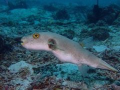Arothron immaculatus