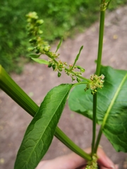 Rumex obtusifolius