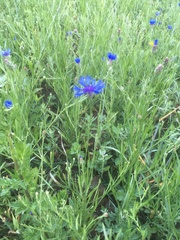 Centaurea cyanus