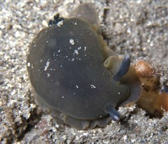Dendrodoris arborescens