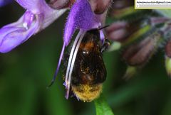 Bombus koreanus