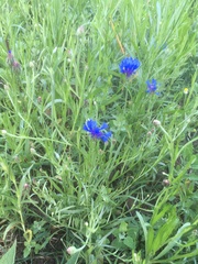 Centaurea cyanus