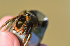 Clibanarius infraspinatus