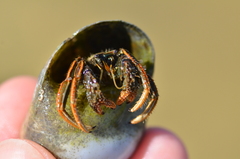 Clibanarius infraspinatus