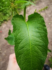 Rumex obtusifolius
