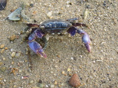 Metopograpsus frontalis