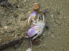 Metopograpsus frontalis