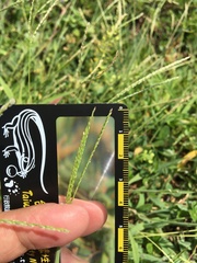 Digitaria mollicoma