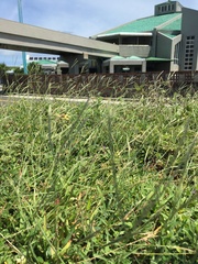 Digitaria mollicoma