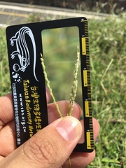 Digitaria mollicoma