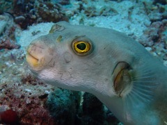 Arothron immaculatus