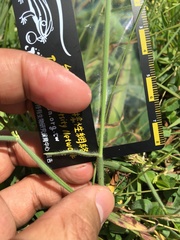 Digitaria mollicoma