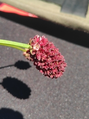 Sanguisorba officinalis
