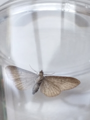 Eupithecia abbreviata