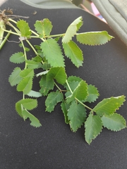 Sanguisorba officinalis