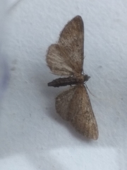 Eupithecia abbreviata