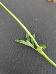Sanguisorba officinalis