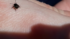 Palomena prasina