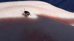 Palomena prasina