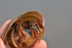 Clibanarius infraspinatus