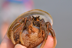 Clibanarius infraspinatus