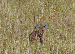 Raphicerus campestris neumanni