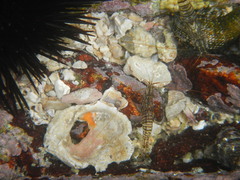 Palaemon pacificus