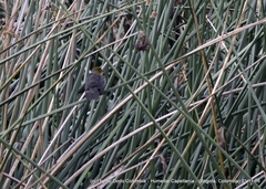 Chrysomus icterocephalus bogotensis
