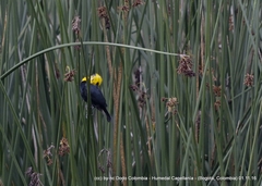 Chrysomus icterocephalus bogotensis