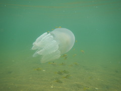 Acromitus flagellatus
