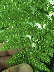 Dryopteris campyloptera