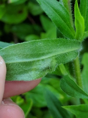 Calycomyza promissa