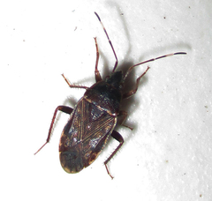 Neolethaeus