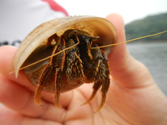 Clibanarius infraspinatus