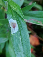 Calycomyza promissa