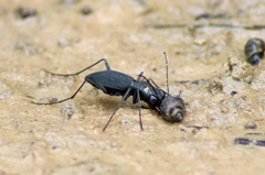 Dromochorus pilatei