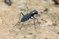Dromochorus pilatei