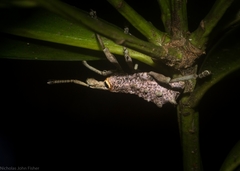 Leptopius setosus