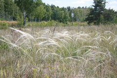 Stipa borysthenica