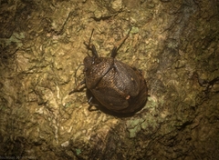 Platycoris bipunctatus