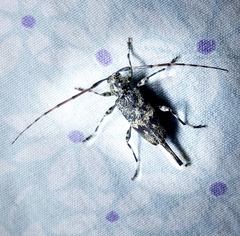 Graphisurus fasciatus